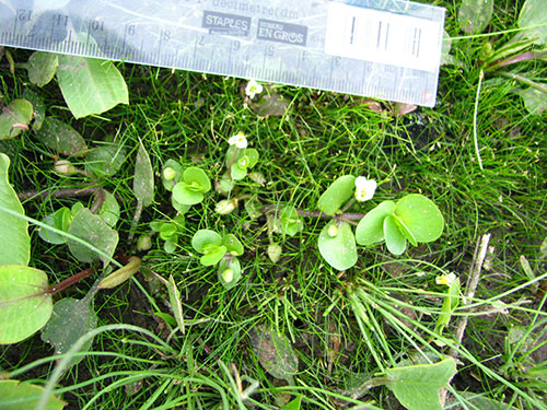 Image of Bacopa rotundifolia