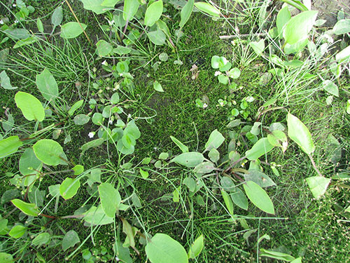 Image of Bacopa rotundifolia