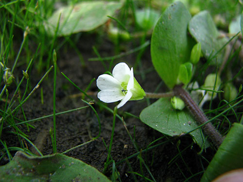 Image of Bacopa rotundifolia