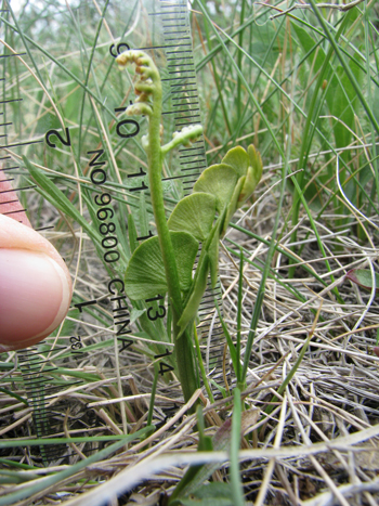 Photo of common moonwort