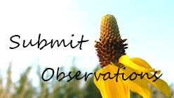 Submit Wild Species Observations