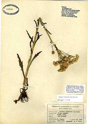 Image of herbarium specimen