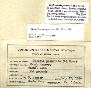 Image of herbarium specimen label