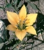 Yellow Immaculate Lily