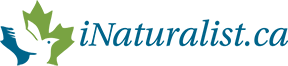 iNaturalist.ca logo