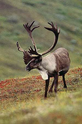 Woodland Caribou Image © Terry Parker